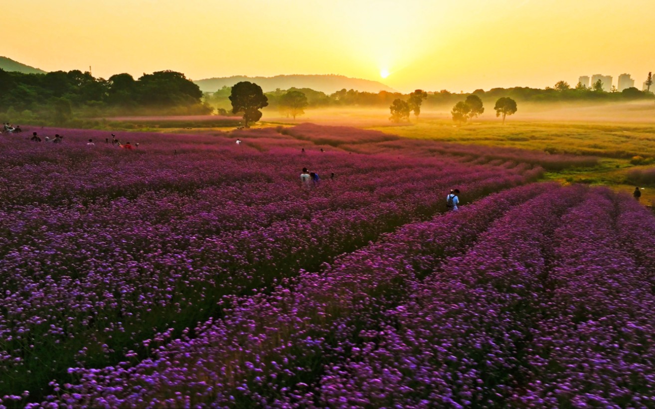 武汉的普罗旺斯花海,晨雾朝霞日出暖阳造就了如此仙境