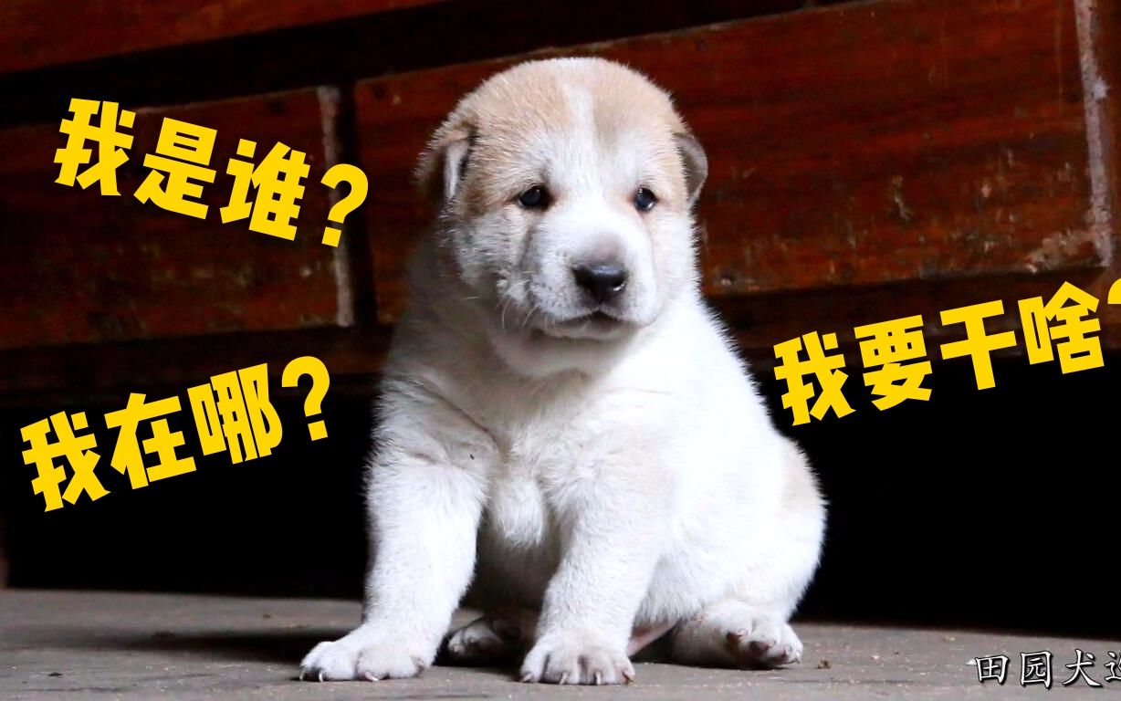 中华田园犬,白狗黄头身带印,大家都说是招财狗,该取什么名字呢?哔哩哔哩bilibili