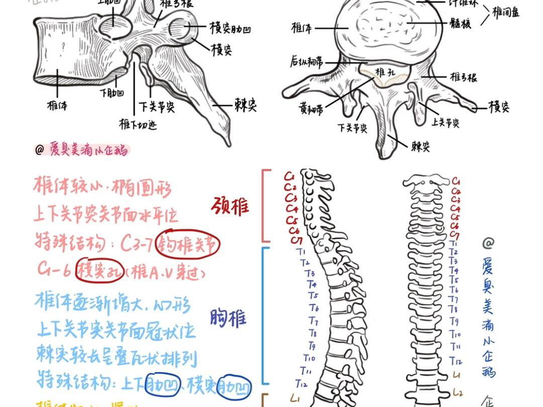 【脊柱】椎骨的解剖(红薯每日更新:爱臭美滴小企鹅)哔哩哔哩bilibili