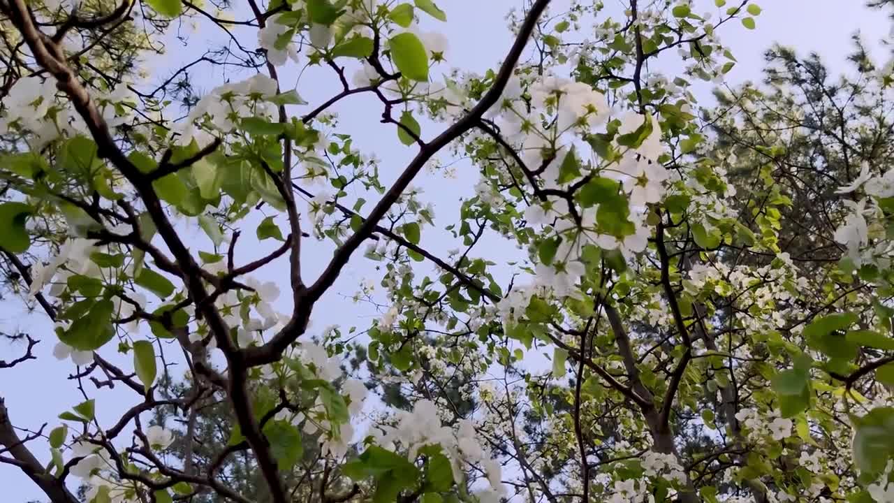 實拍盛開的梨花樹陽光照進現實的旅行春遊