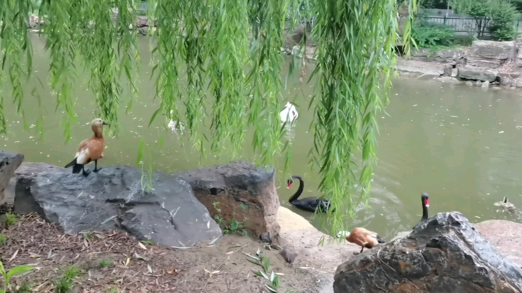 [图]淅淅沥沥的雨，心随之渐疏骤急，情随境迁…