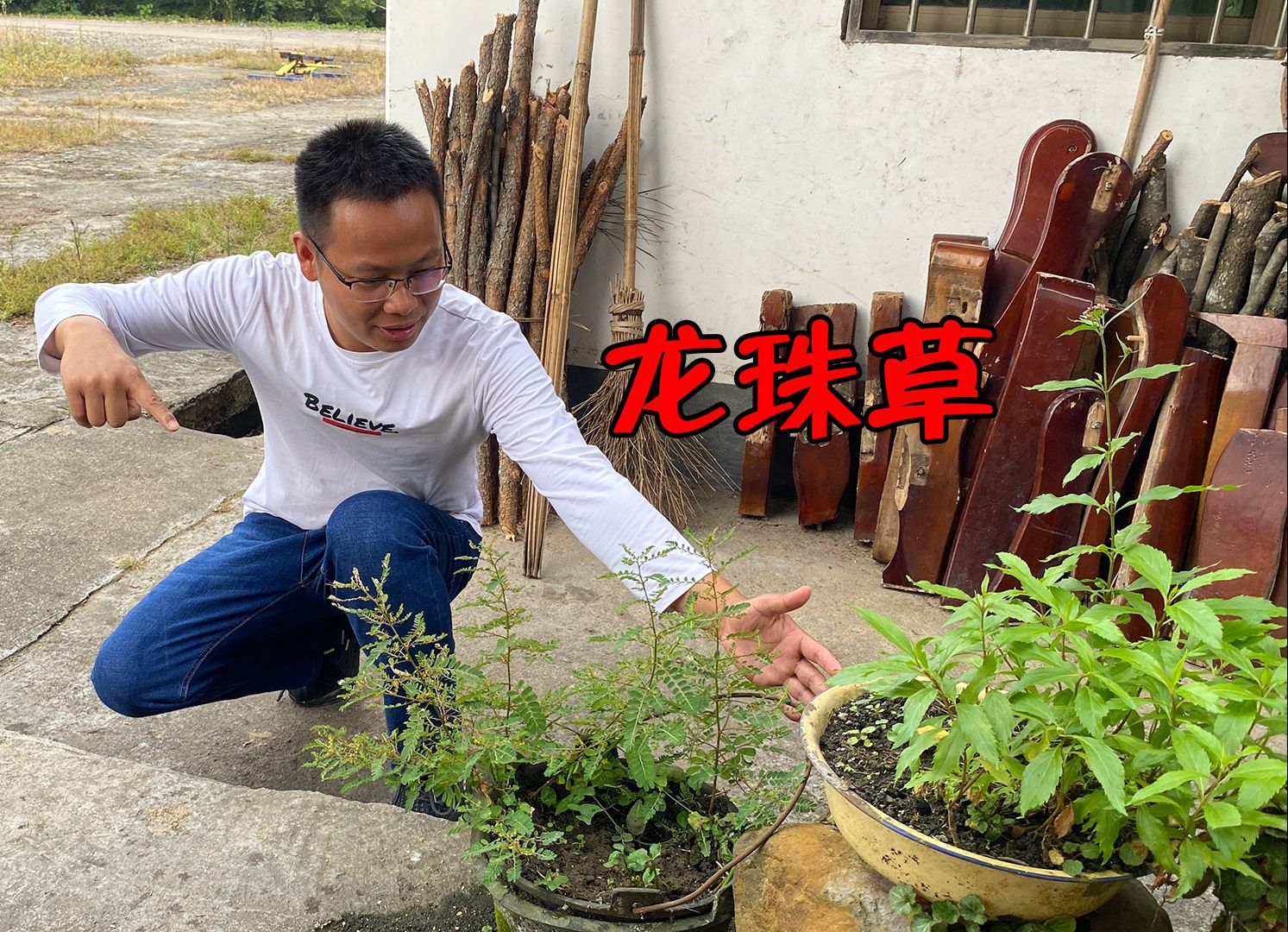 房门口发现一颗"龙珠草",很多人一辈子没见过,拍给大家看一下