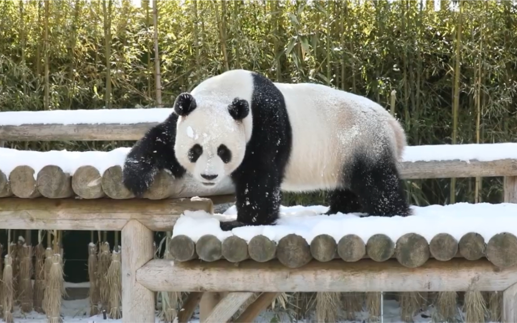 210213 大熊猫园欣 玩雪撒欢 福宝爸爸熊_哔哩哔哩 (゜-゜)つロ 干杯