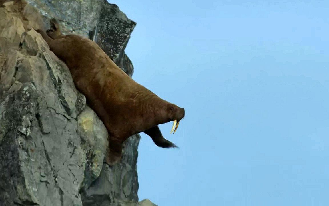 数百只海象被逼上绝路,集体排队跳崖"自杀",场面惨不忍睹