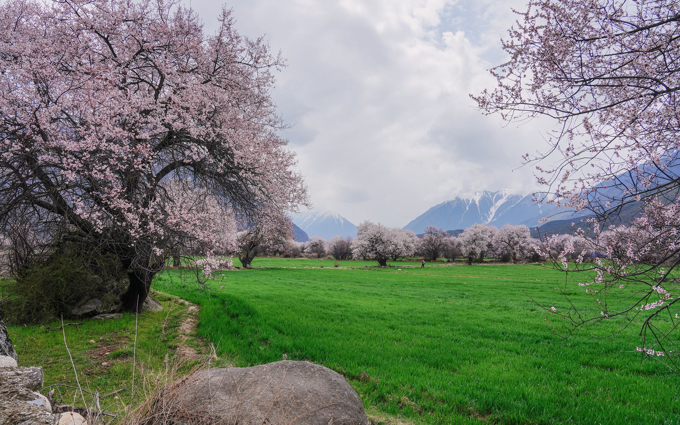 波密桃花沟之旅