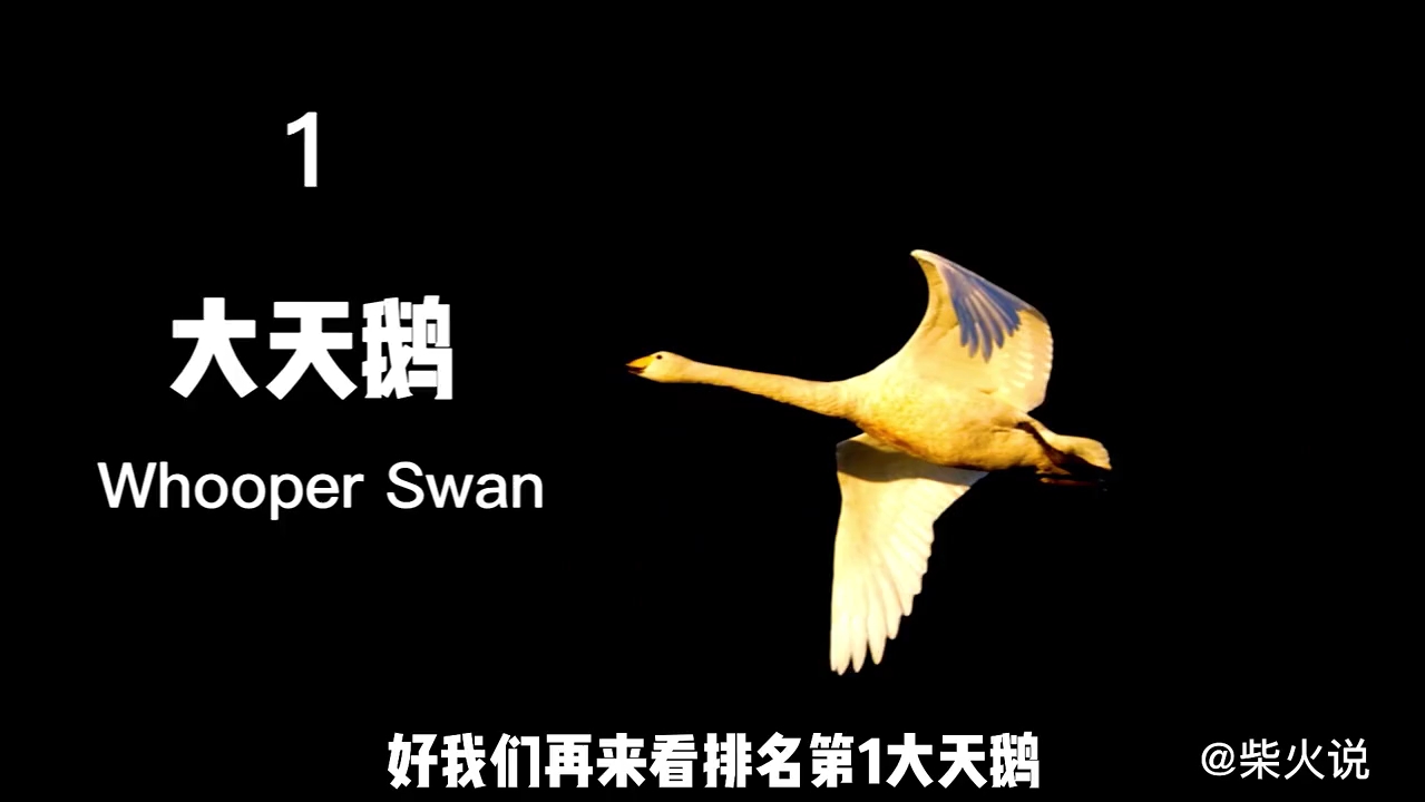 世界上飞得最高的10种鸟,你以为撞上11300米的飞机就算飞得高?哔哩哔哩bilibili