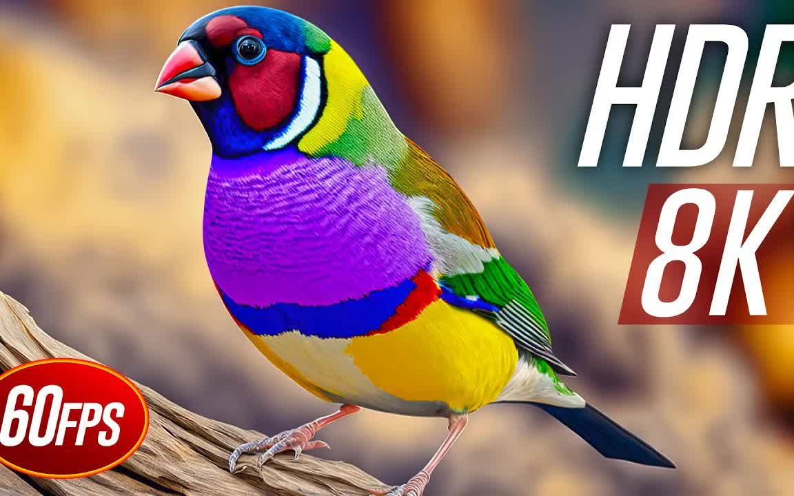 [图]美丽的鸟类 MOST BEAUTIFUL BIRDS COLLECTION in 8K HDR 60fps