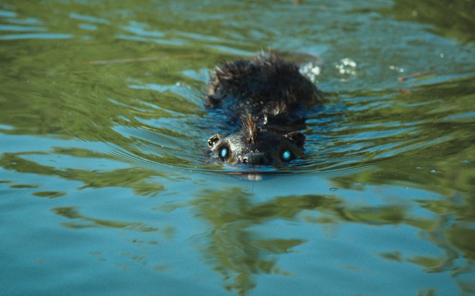 bilibili.com***015912www.bilibili.comwd僵尸海狸恐怖电影变异