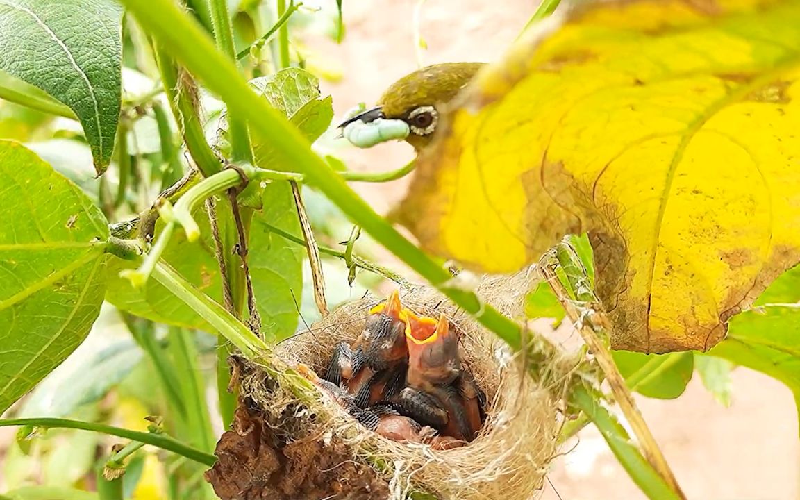 绣眼鸟育雏:下雨天鸟妈的怀抱是最温暖的