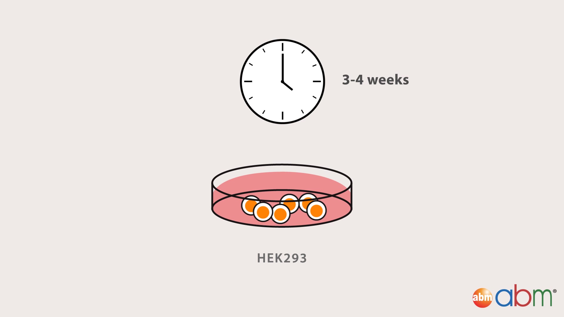 [图]How to perform a CRISPR Knockin Experiment