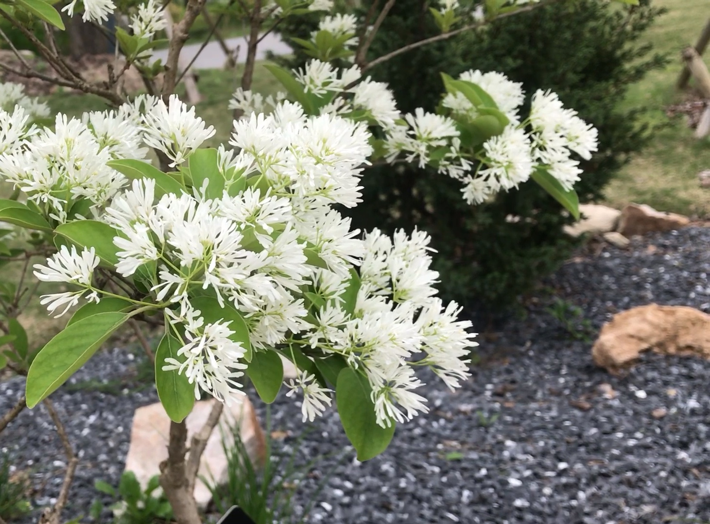 流苏树小时候的样子 花开满头哔哩哔哩bilibili