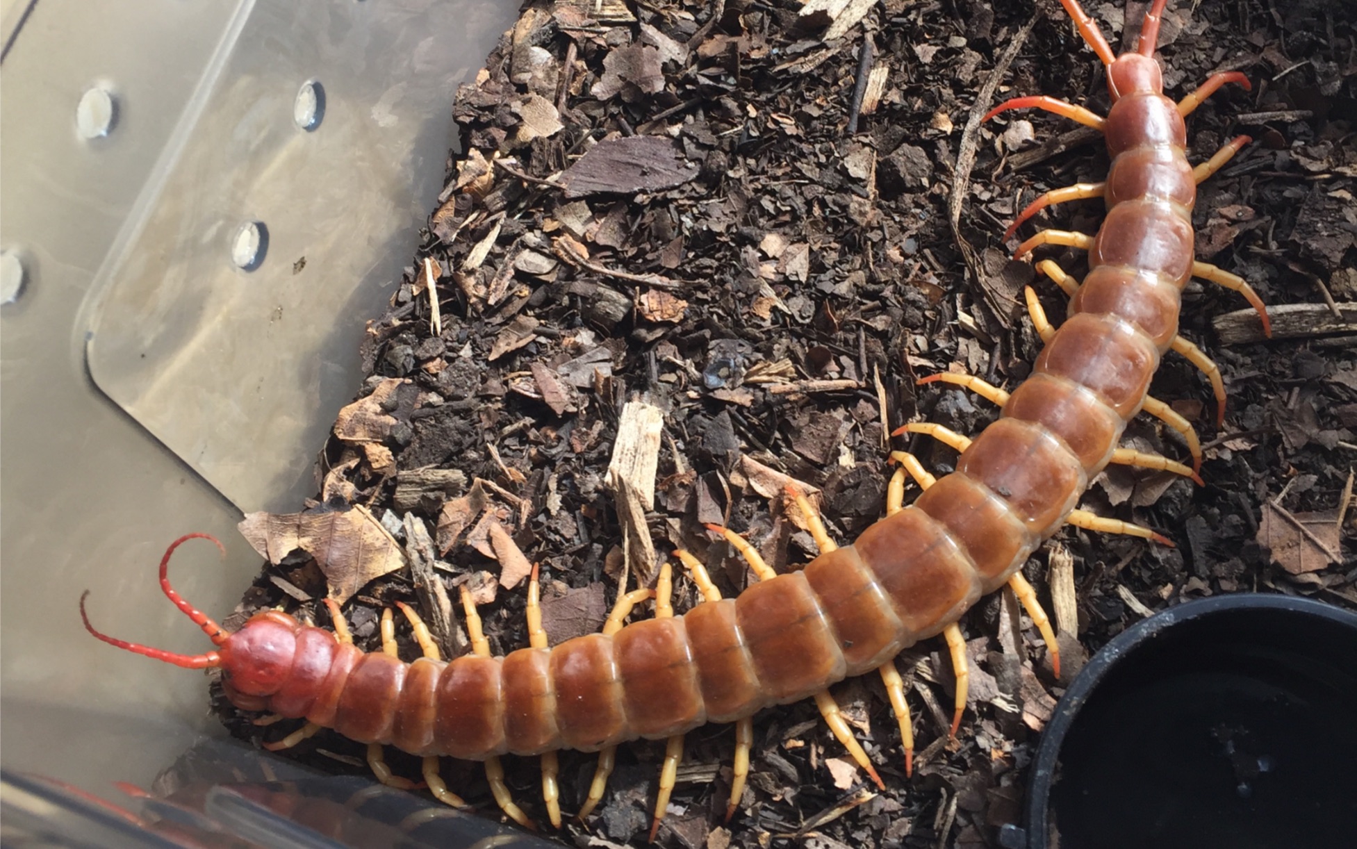 【晒蜈蚣】像极了秘鲁亚马逊巨人的浅背原色火焰脚蜈蚣(scolopendra