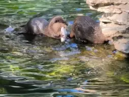 下载视频: 小水獭的吃播