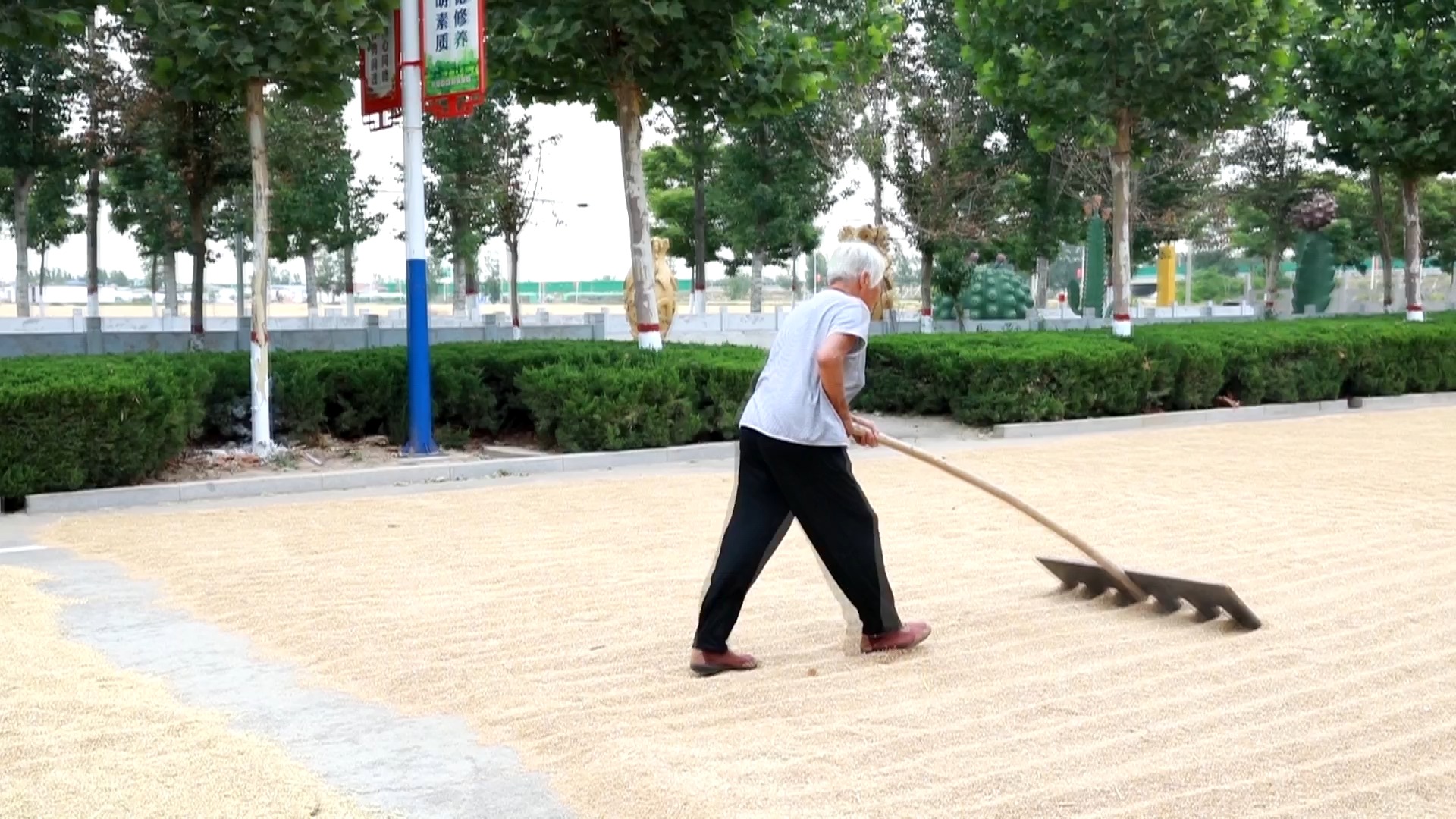 杜郎口镇:集中分配公共区域 保障小麦及时晾晒