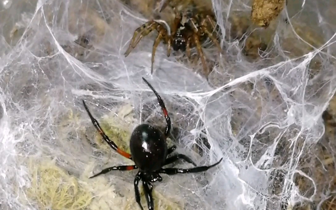 肥腹蛛与漏斗蛛的对峙(化饲失败)_哔哩哔哩_bilibili