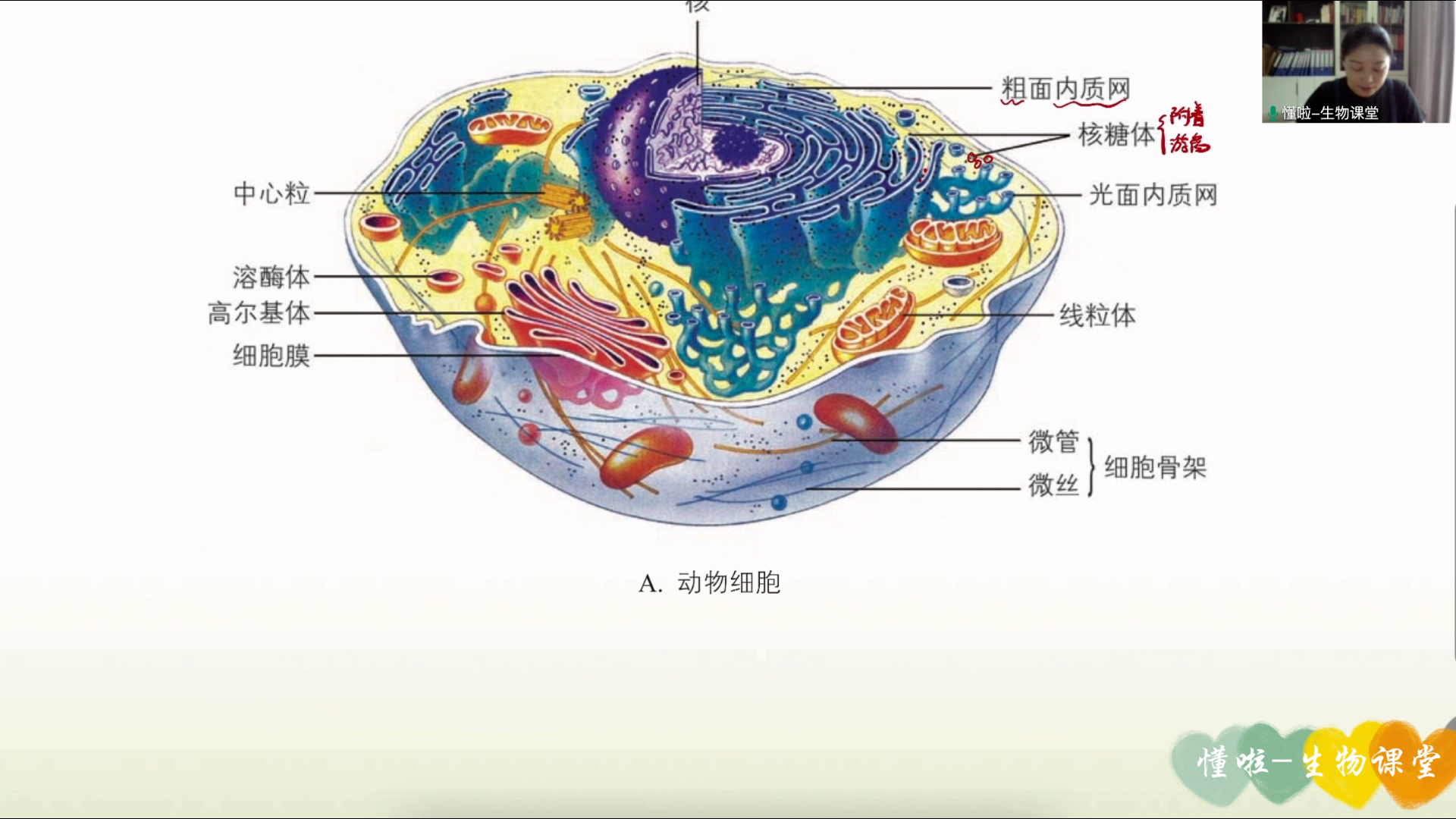 细胞质概念|第二章第三节第1集|浙科版新教材必修一|暑期衔接课哔哩哔哩bilibili