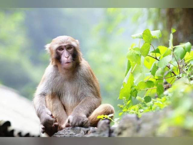 森林大放映～猕猴