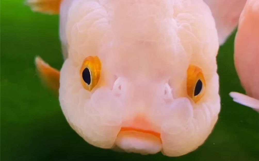 兰寿金鱼娃娃脸真可爱,你们觉得呢?_哔哩哔哩_bilibili
