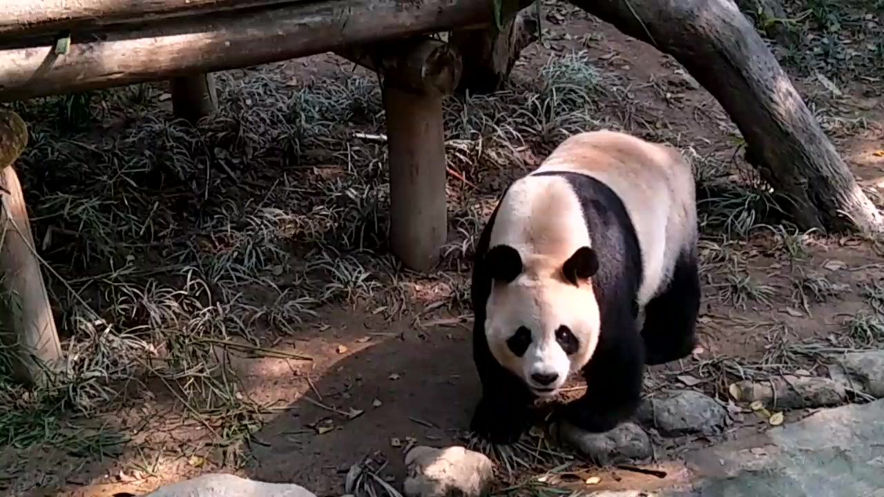 大熊猫菊笑_哔哩哔哩_bilibili