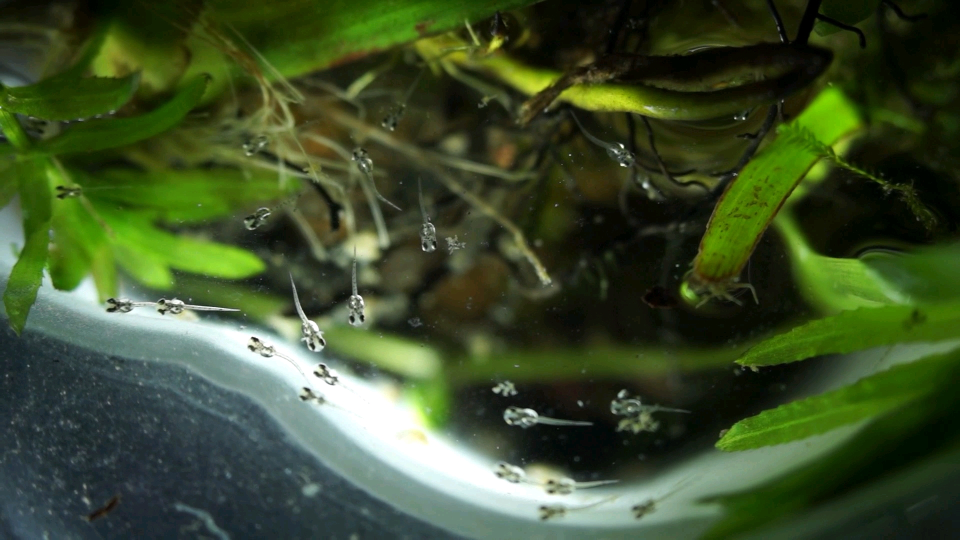 刚孵化的斗鱼鱼苗