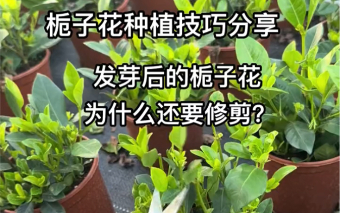 栀子花种植技巧分享哔哩哔哩bilibili