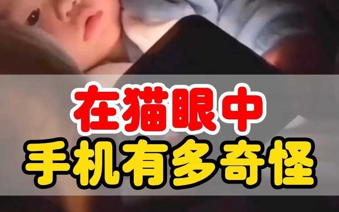 在猫眼中,人类的手机有多奇怪?哔哩哔哩bilibili