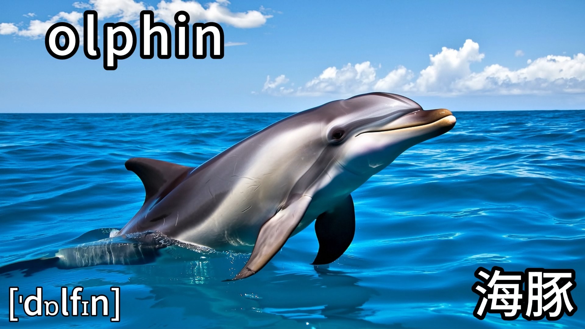 dolphin【爱学习的诚语】