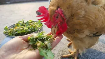 下载视频: 歪脖子鸡的艰难讨饭生涯，她真的太坚强了