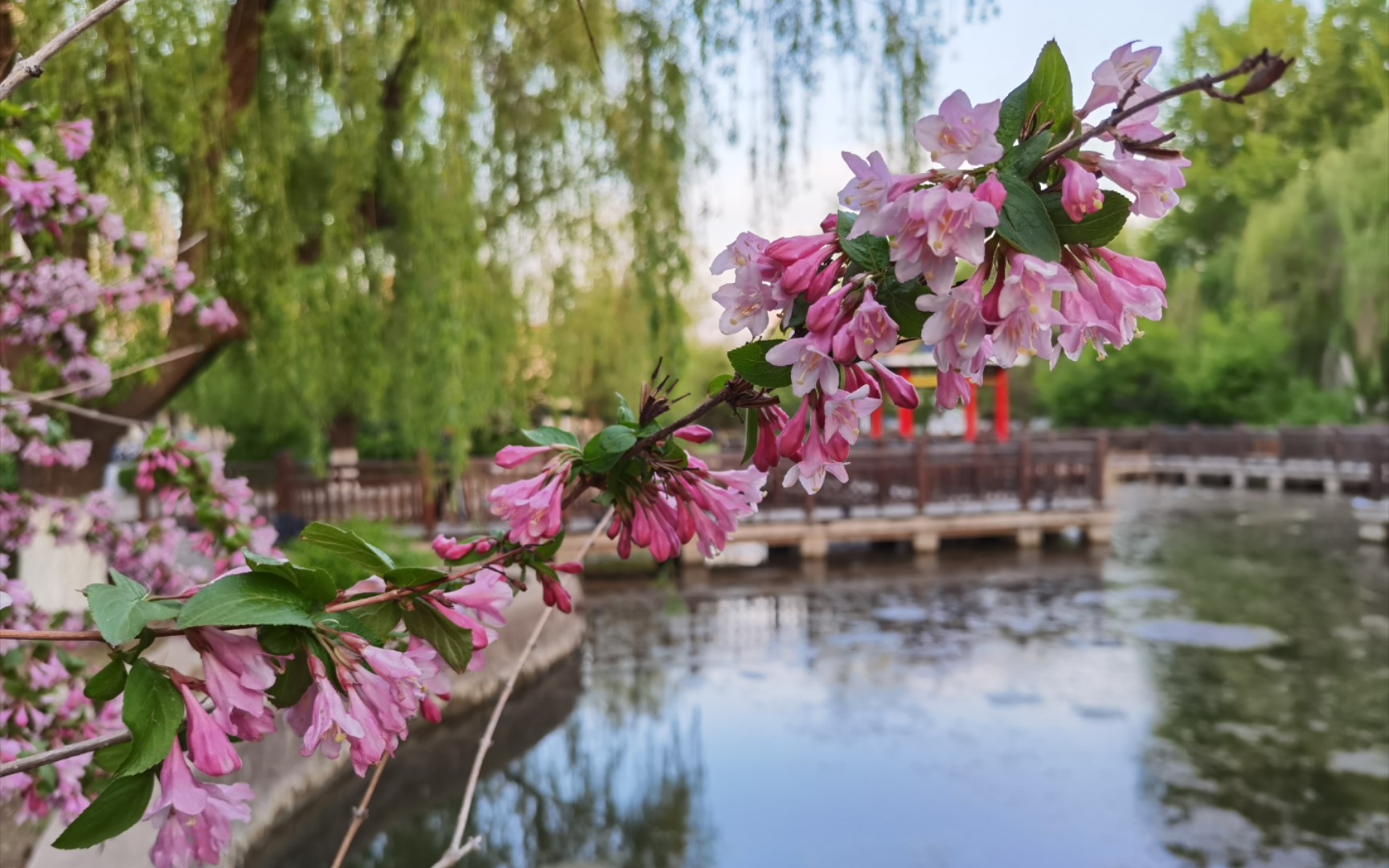 沈阳化工大学的春天
