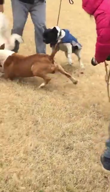 [图]比特犬撕咬萨摩耶，两个人都拉不开