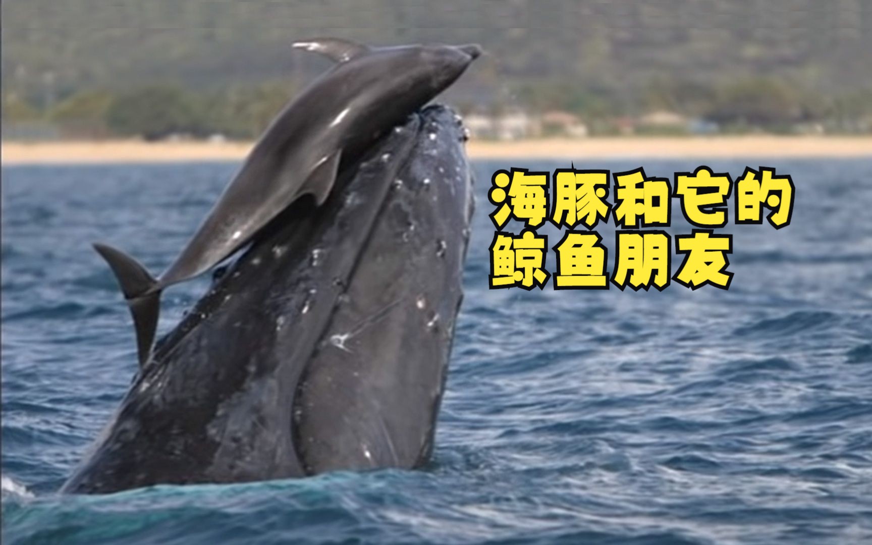 一头座头鲸和海豚玩耍,海豚和其他鲸鱼能成为朋友
