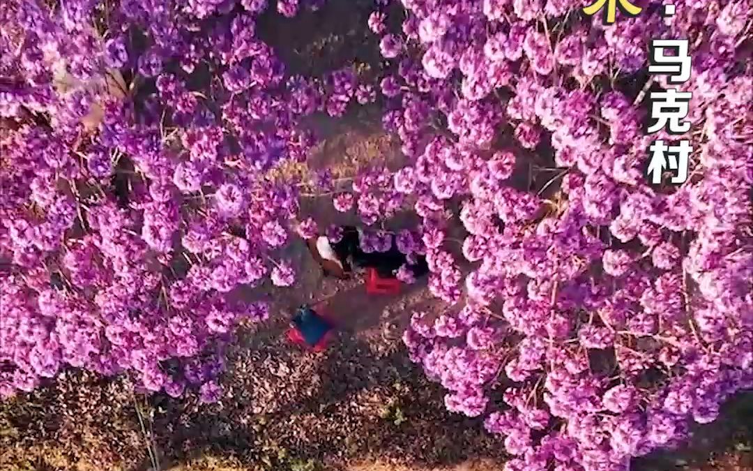 万米高空解花语 致敬每一个不平凡的她哔哩哔哩bilibili