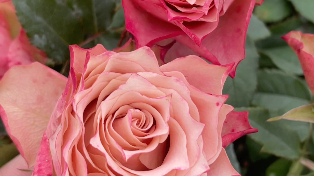 心之牵绊,一款复古色的切花月季,勤花耐热耐雨淋,花期超长,基本没有