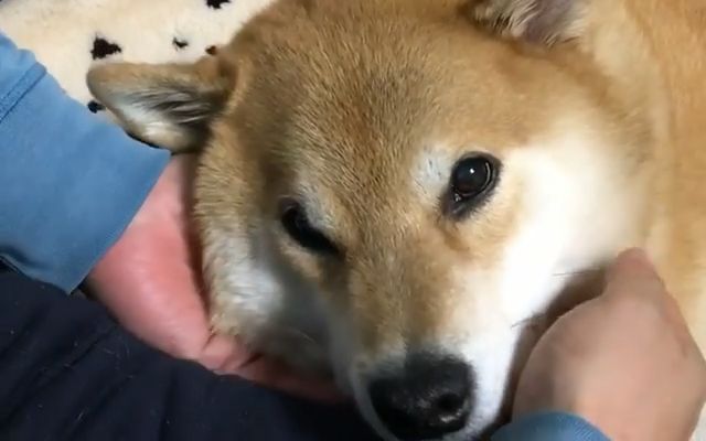 [柴犬maru的日常]耙耙玩够了吗?
