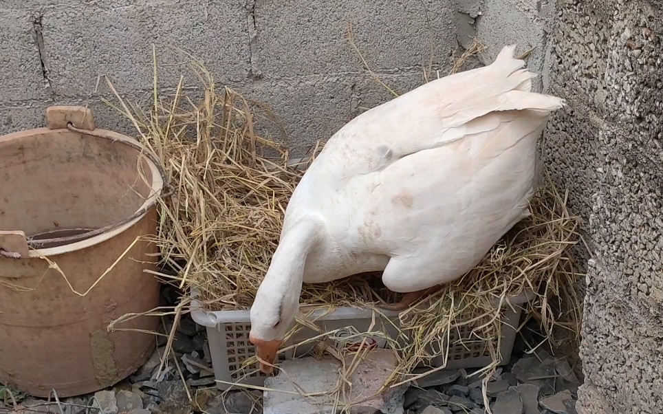 给大白鹅做了个窝刚给它就进去睡了过了5分钟给了我个惊喜