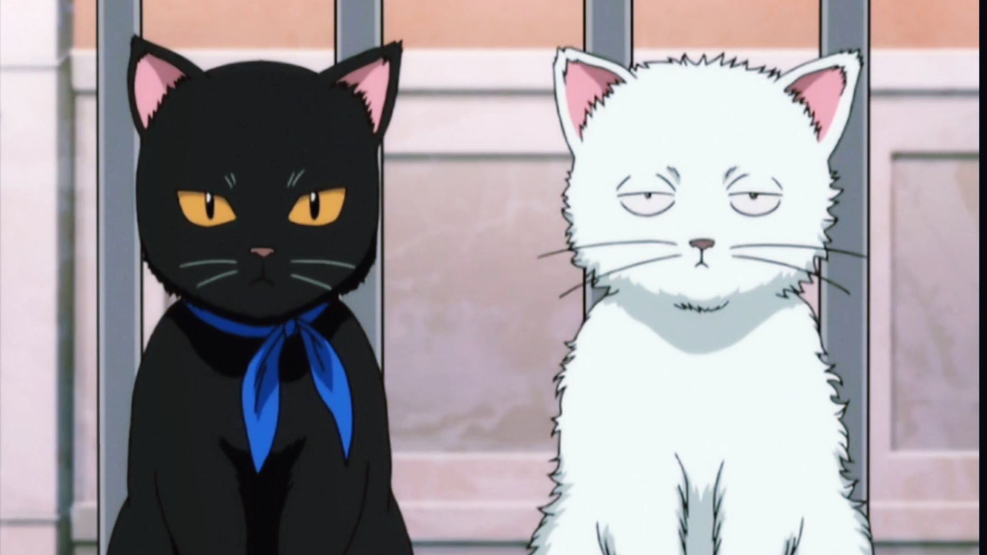 【银魂】这是谁家的梦中情猫啊?