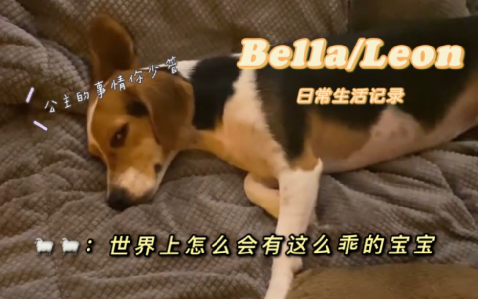 [图]【威人宿舍日常】肖俊ins更新 来欣赏bella和leon的美丽睡姿吧(bushi)