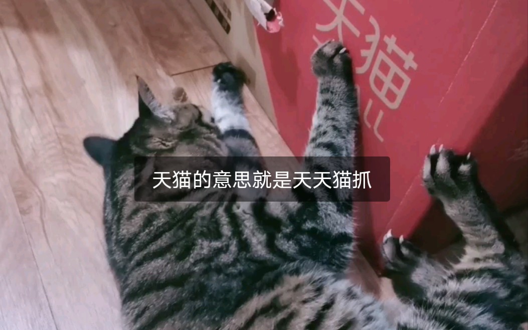 【小花猫】天猫的意思就是天天猫抓哔哩哔哩bilibili