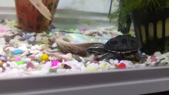 禁闭中的小麝香吃龟粮