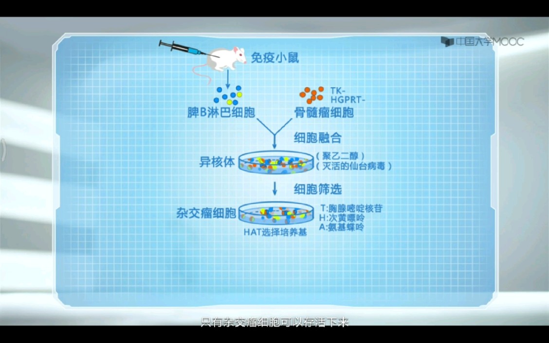 单克隆抗体技术原理 氨基蝶呤阻止DNA合成主通路,从而间接处死旁路合成缺陷的骨髓瘤细胞哔哩哔哩bilibili