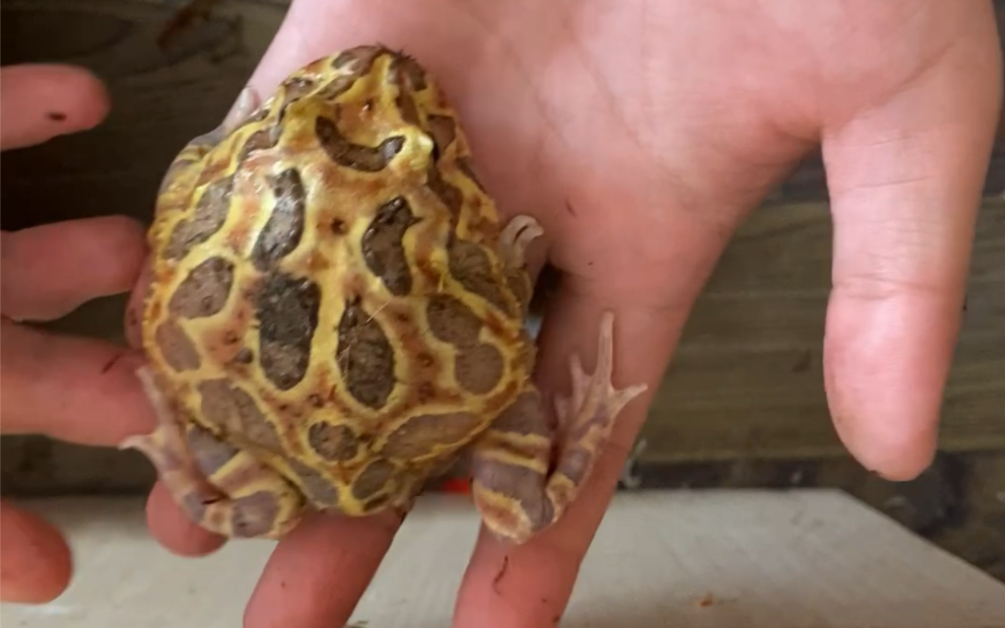 成体原色角蛙,值不值