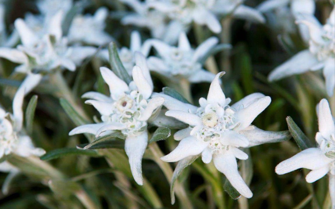 世界名曲系列level1edelweiss雪绒花童年回忆杀