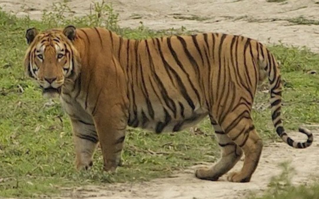 【原创 自制】卡齐兰加前虎王kzt023纪念 它在2011年5月被kzt085杀死