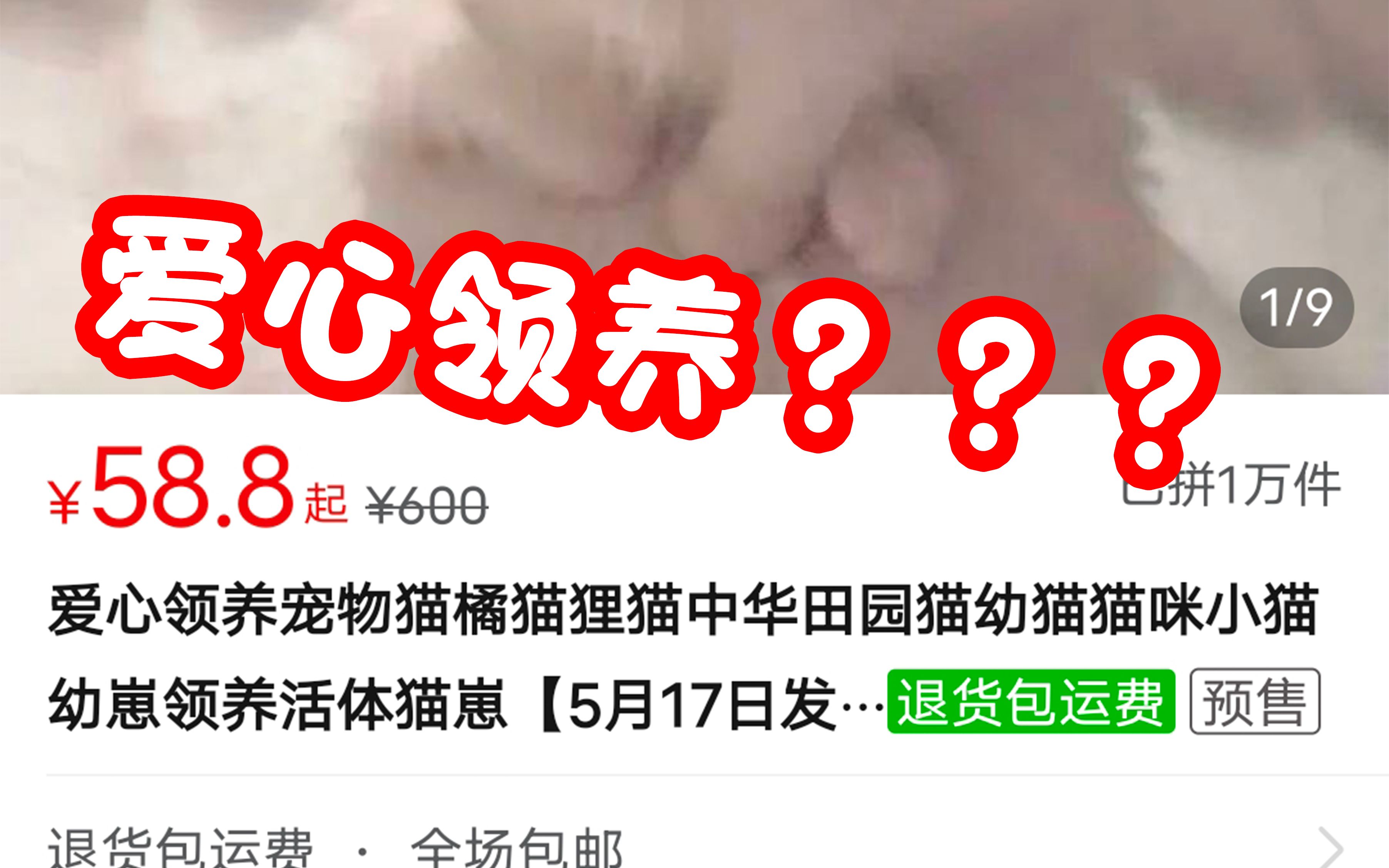 [图]打着领养的名义贩卖生命，这些黑心商家为什么还能赚的盆满钵满？