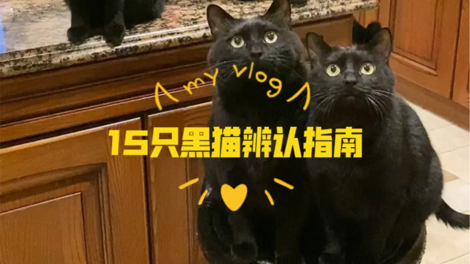 一群黑猫开着小灯泡转圈圈_哔哩哔哩_bilibili