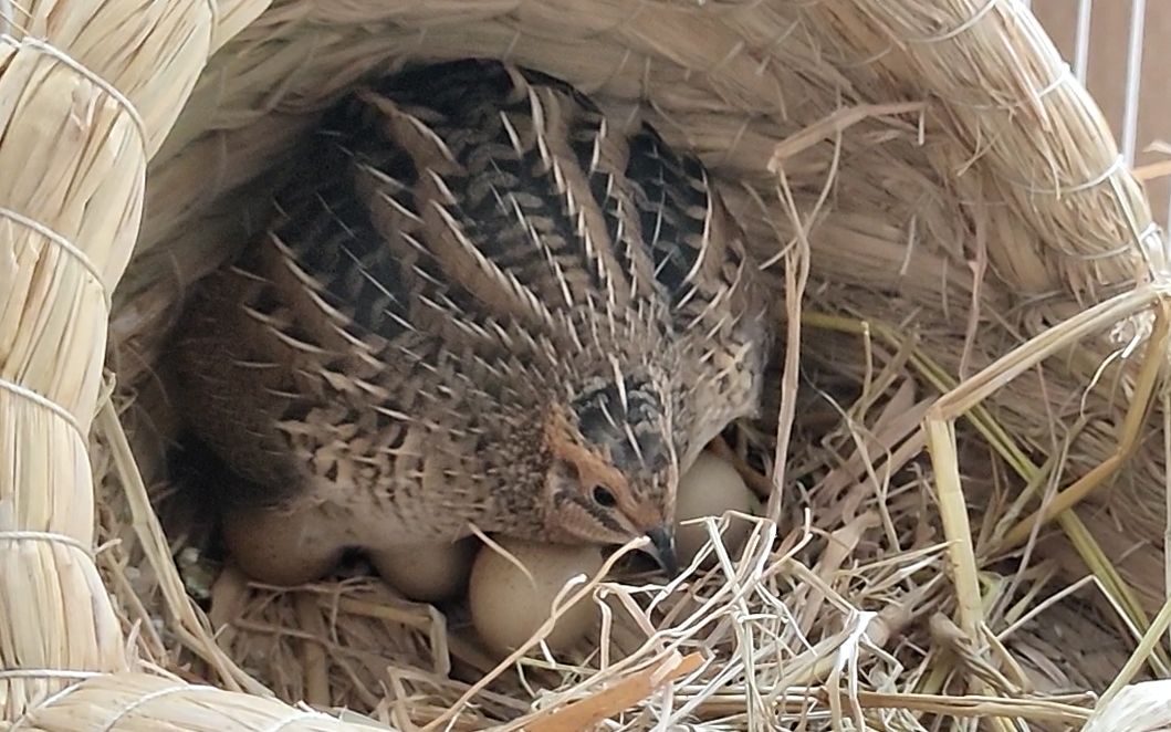 三个月大的新手芦丁鸡孵蛋抱窝了 蛋:认真一点啊!