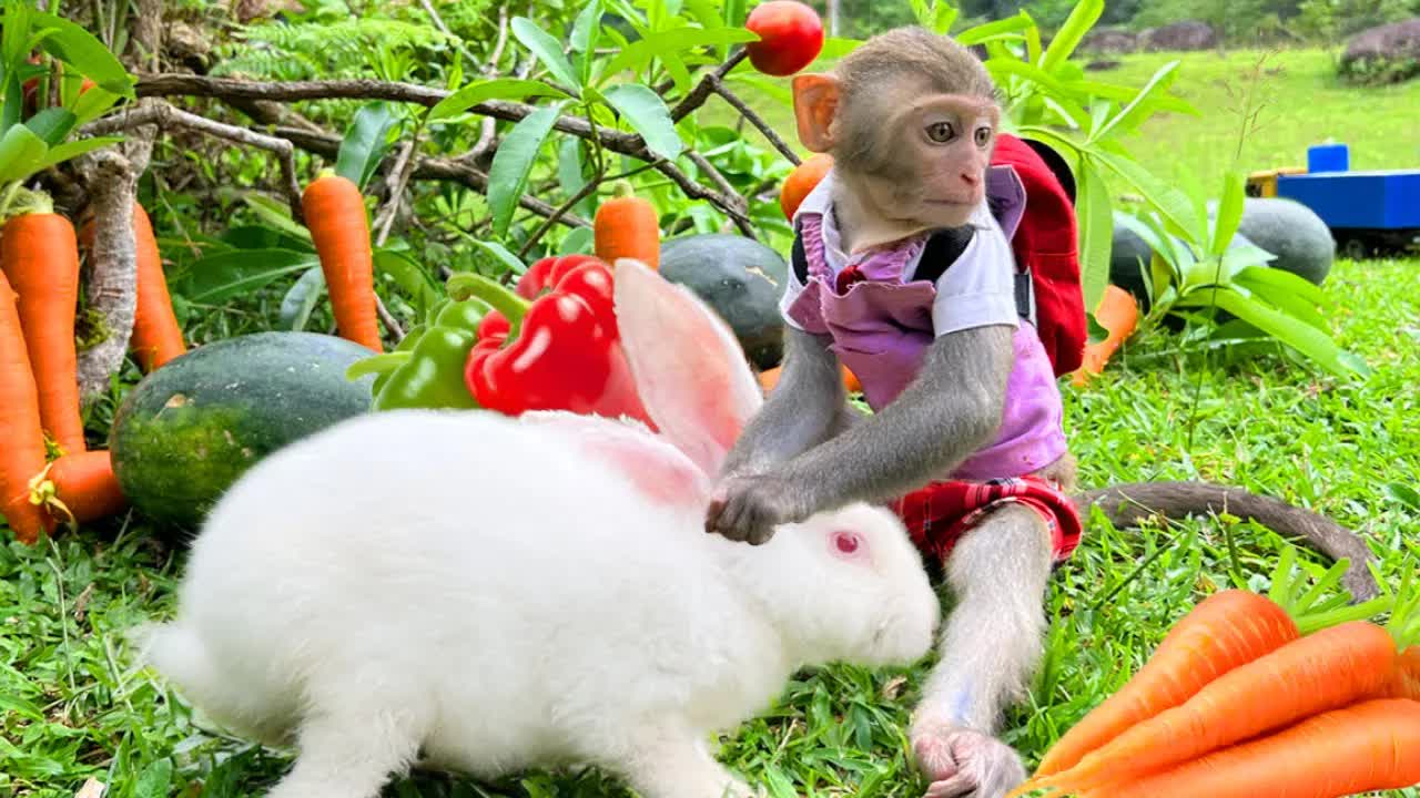 猴猴载着兔兔摘蔬菜