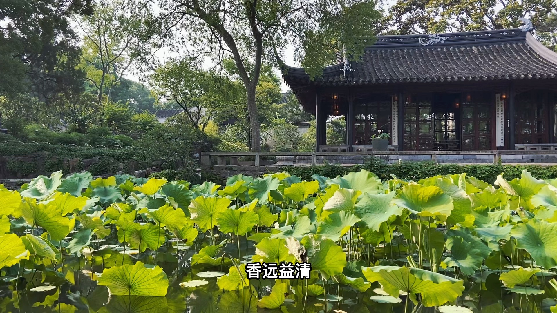 拙政园中部园林中心建筑远香堂取自周敦颐爱莲说香远益清亭亭净植这个