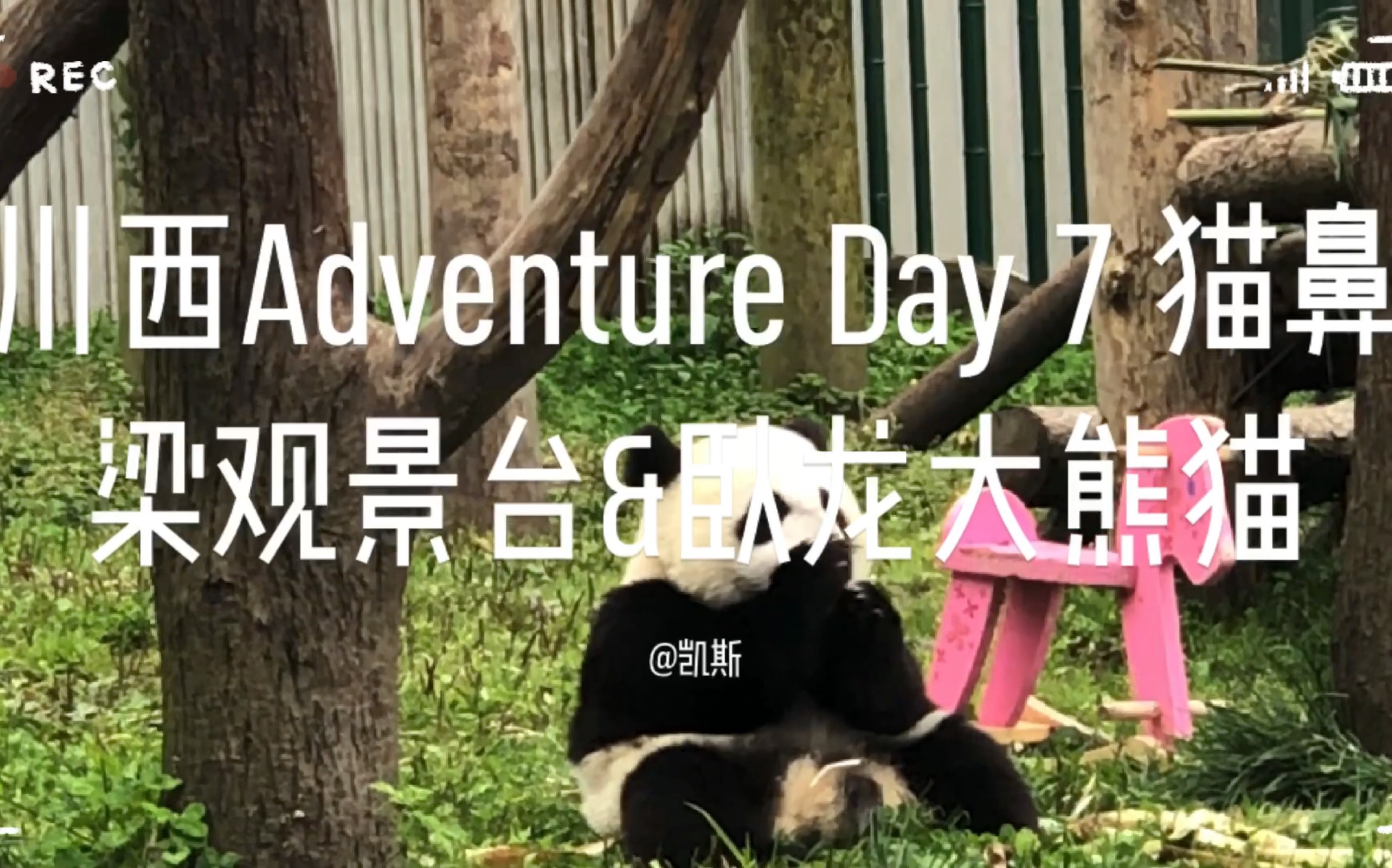 川西 Adventure Day 7 猫鼻梁观景台&卧龙大熊猫哔哩哔哩bilibili