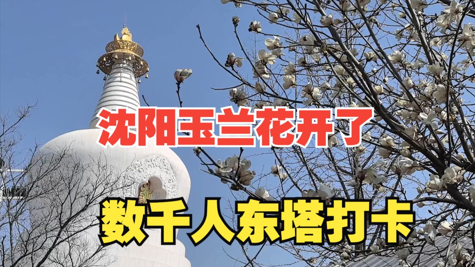 沈阳玉兰花开了,数千人东塔打卡,素面太火了-盛京老于-盛京老于-哔哩哔哩视频